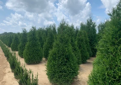 Northern Spire Arborvitae - Thuja ‘Northern Spire’