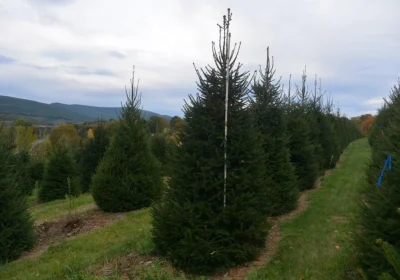 Norway Spruce - Picea abies