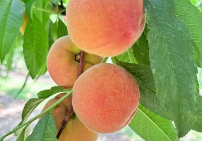 Peach ‘Contender’
