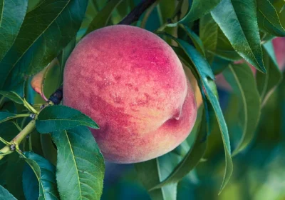 Peach ‘Redhaven’