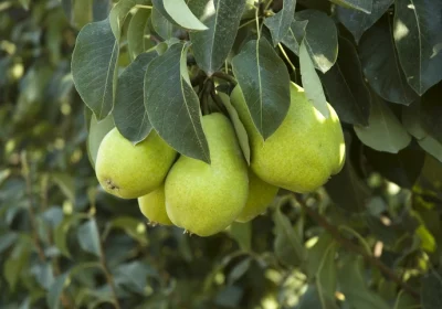 Pear ‘Bartlett’