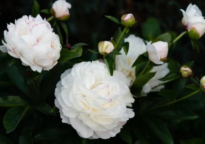 Peony Duchesse de Nemours - Paeonia Lactiflora ‘Duchesse de Nemours’