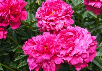 Peony Kansas - Paeonia Lactiflora ‘Kansas’