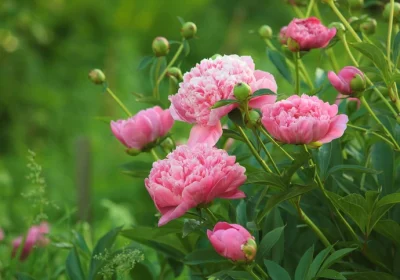 Peony Sarah Bernhardt - Paeonia Lactiflora ‘Sarah Bernhardt’