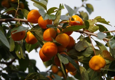 Persimmon (Tree) - Diospyros virginiana