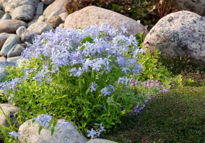 Phlox Blue Moon - Phlox divaricata ‘Blue Moon’