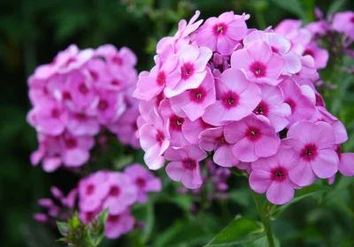 Phlox Volcano Pink - Phlox ‘Volcano Pink