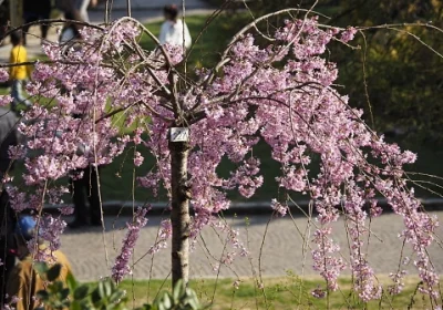Pink Weeping Cherry Pendula - Prunus subhirtella ‘Pendula’