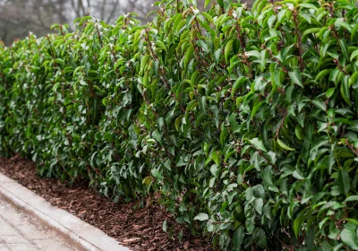 Portuguese Laurel - Prunus lusitanica