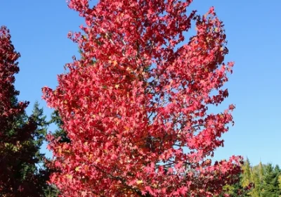 Red Maple Redpointe - Acer rubrum ‘Redpointe’