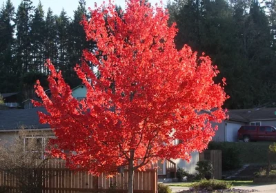 Red Maple ‘Autumn Blaze’ - Acer rubrum ‘Autumn Blaze’