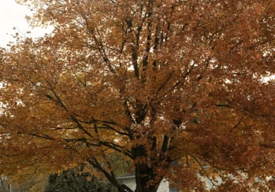 Red Maple ‘October Glory’ - Acer rubrum ‘October Glory’