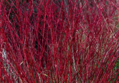 Red Twig Dogwood Arctic Fire Red - Cornus sericea ‘Arctic Fire Red’