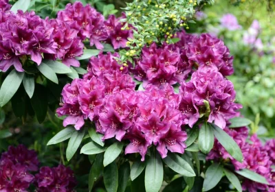Rhododendron Anah Kruschke