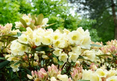 Rhododendron _Gold Prinz_
