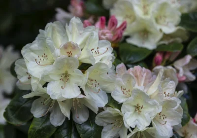 Rhododendron yak. _Golden Torch_