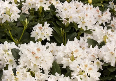 Rhododendron ‘Cunningham’s White’