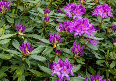 Rhododendron ‘PJM Elite’