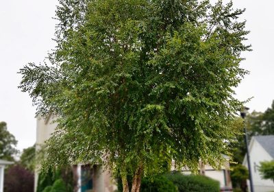 River Birch Heritage - Betula nigra ‘Heritage’