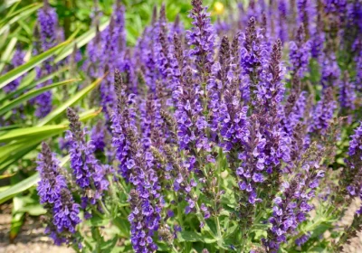 Salvia April Night - Salvia nemorosa ‘April Night’