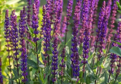 Salvia Caradonna - Salvia nemorosa ‘Caradonna’