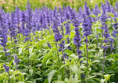 Salvia ‘Blue Hill’ - Salvia x sylvestris ‘Blue Hill’