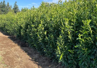 Skinny Skip Laurel - Prunus laurocerasus ‘Mariblon’