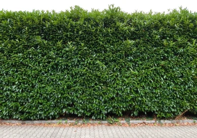 Skip Laurel - Prunus laurocerasus ‘Schipkanesis’