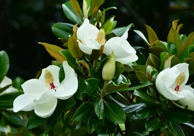 Southern Magnolia ‘Bracken’s Brown’ - Magnolia grandiflora ‘Bracken’s Brown’