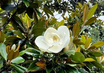 Southern Magnolia ‘Little Gem’ - Magnolia grandiflora ‘Little Gem’