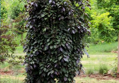 Styrax Fragrant Fountain (Weeping) - Styrax japonicus ‘Fragrant Fountain’