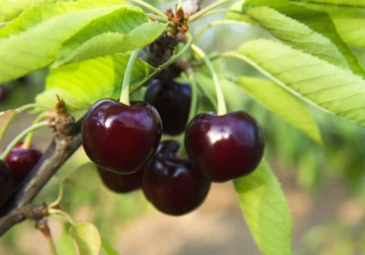 Sweet Cherry ‘Black York’