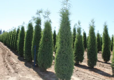 Taylor Juniper - Juniperus virginiana ‘Taylor’
