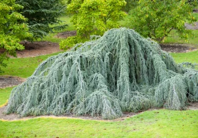 Weeping Blue Atlas Cedar (Hook Form) - Cedrus atlantica ‘Glauca Pendula’