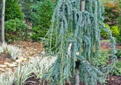Weeping Blue Atlas Cedar (Serpentine) - Cedrus atlantica ‘Glauca Pendula’