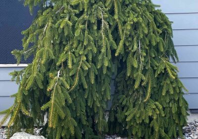 Weeping Norway Spruce - Picea abies ‘Pendula’