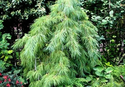 Weeping White Pine - Pinus strobus ‘Pendula’