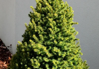 White Spruce Conica - Picea glauca ‘Conica’