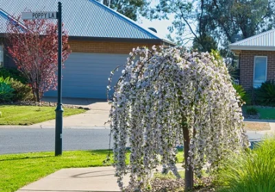 White Weeping Cherry Snow Fountains - Prunus subhirtella ‘Snow Fountains’